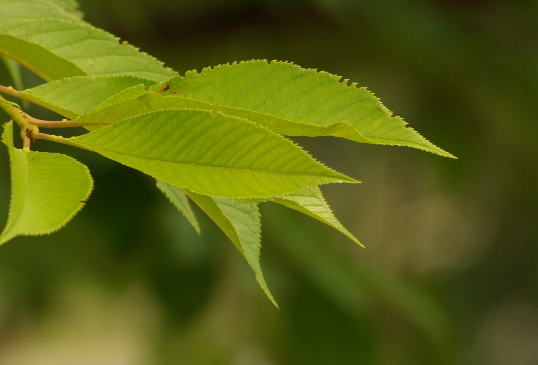 Favorite Pictures taken with my Pentax K10